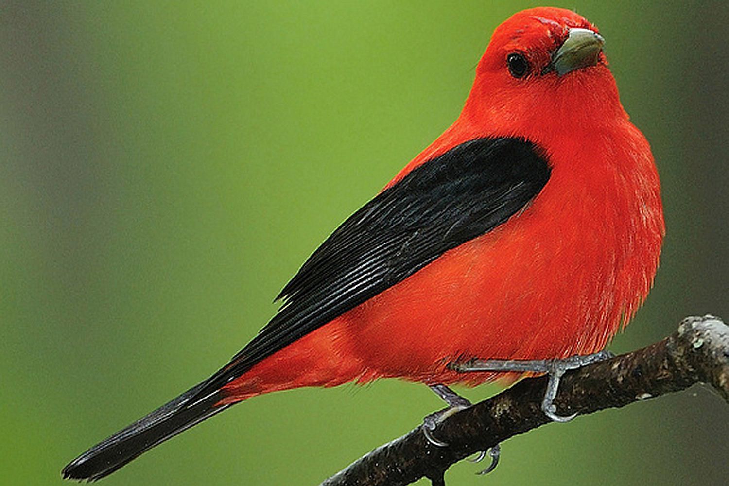 passerine-definition-what-are-perching-birds