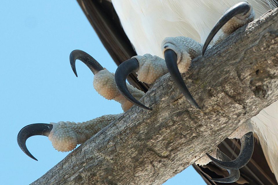 Talon Definition Parts of a Bird Foot