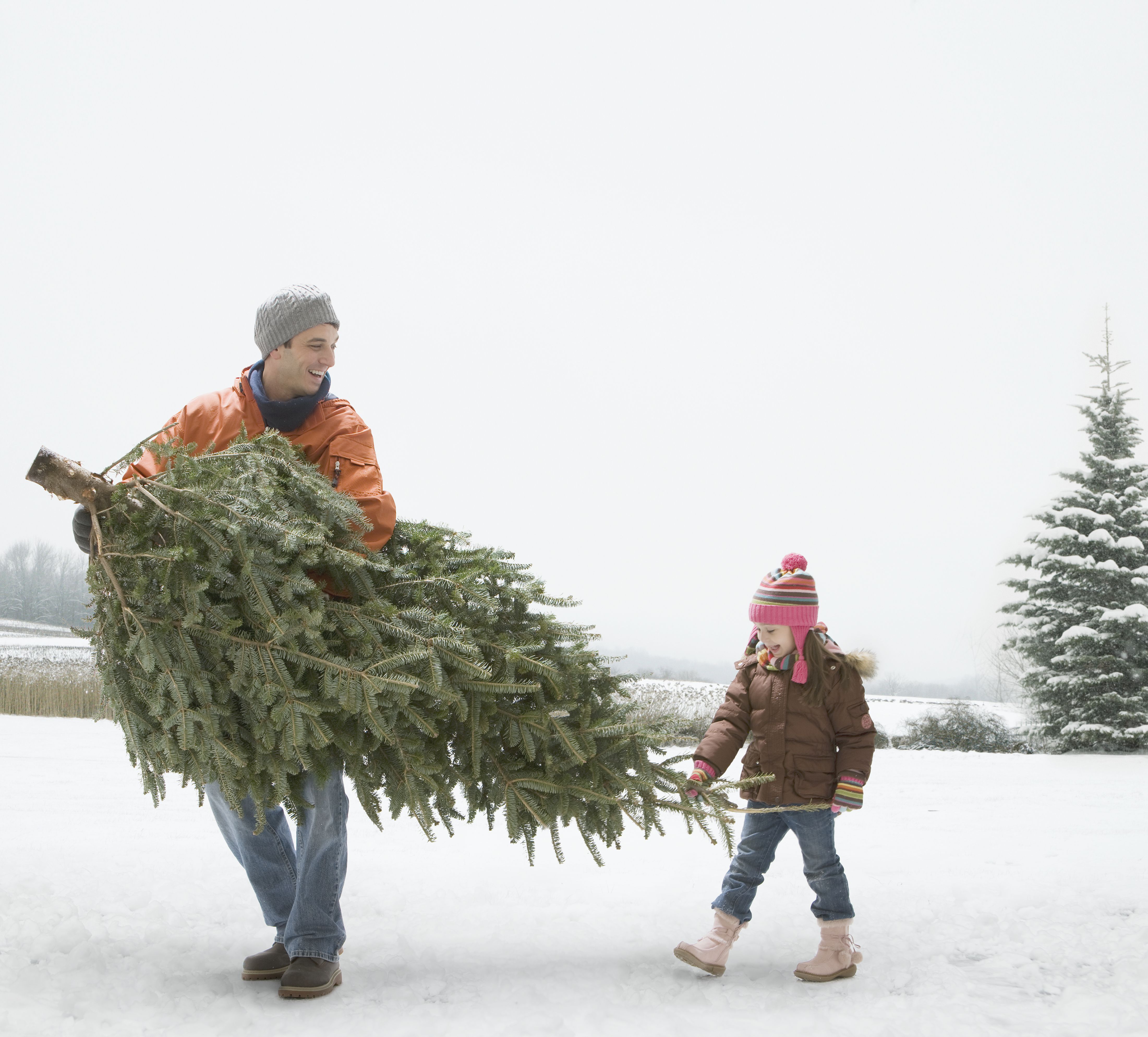 The 10 Best Christmas Trees You Can Buy This Holiday