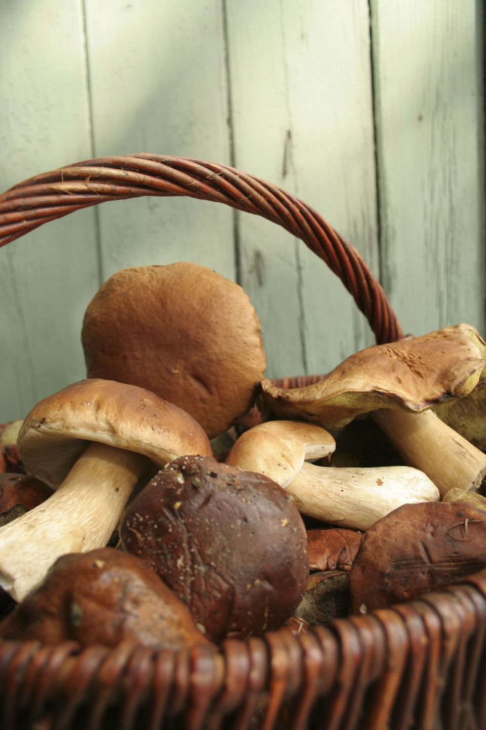 All About Porcini Mushrooms (Funghi Porcini)