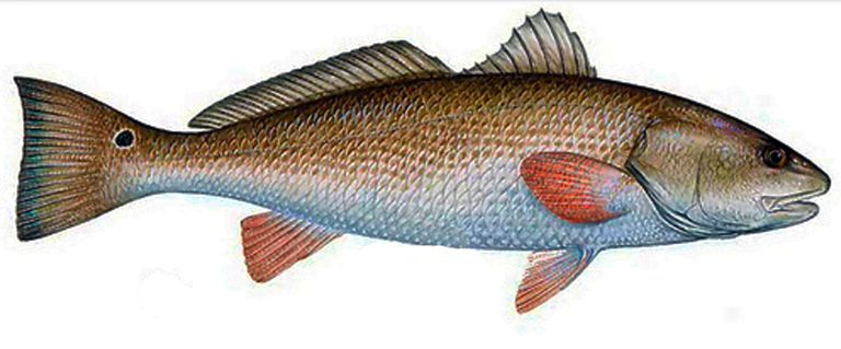 Download How to Catch a Red Drum