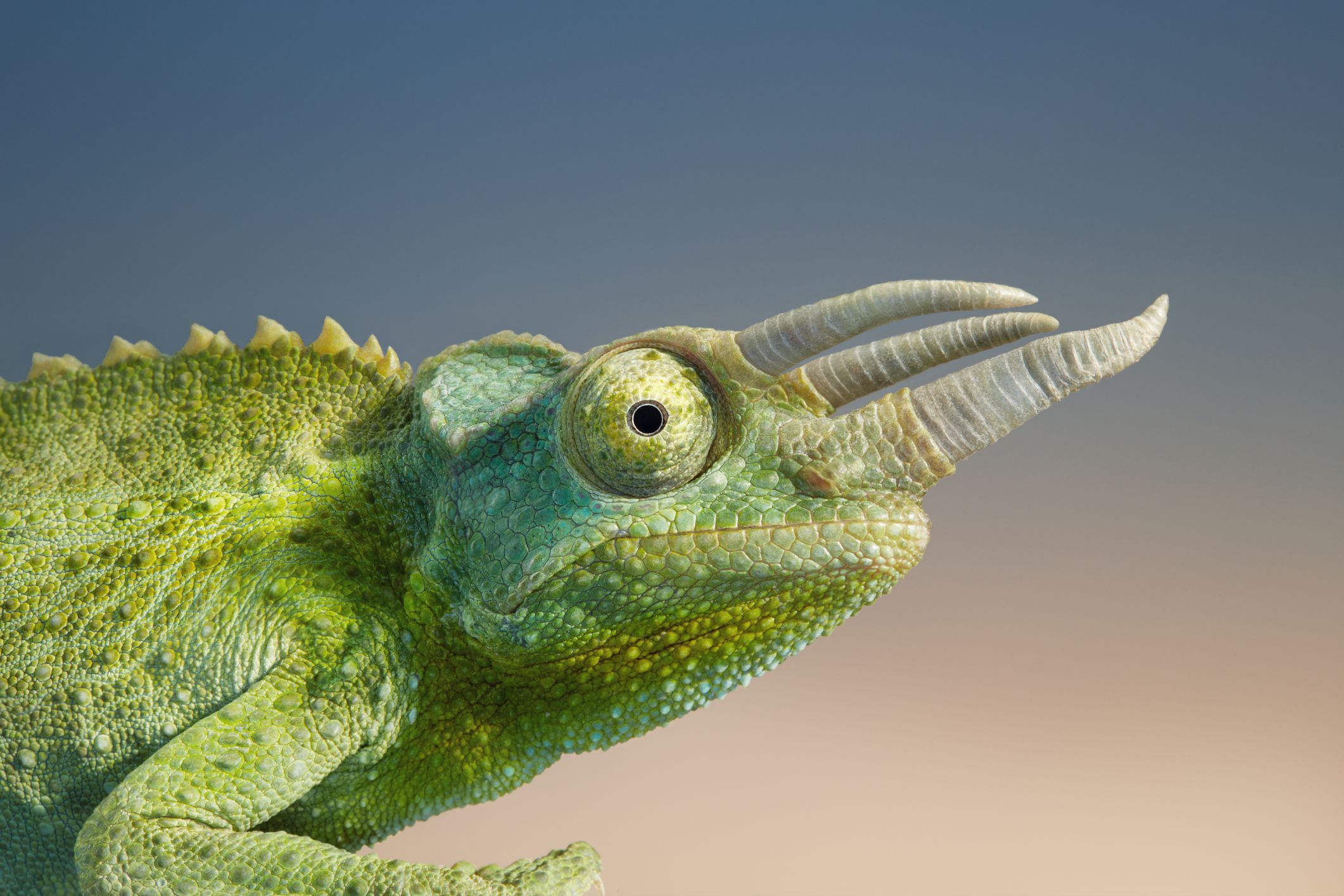 Las caracteristicas de los animales