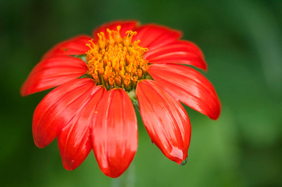 12 Best Annual Flowers for Full Sun