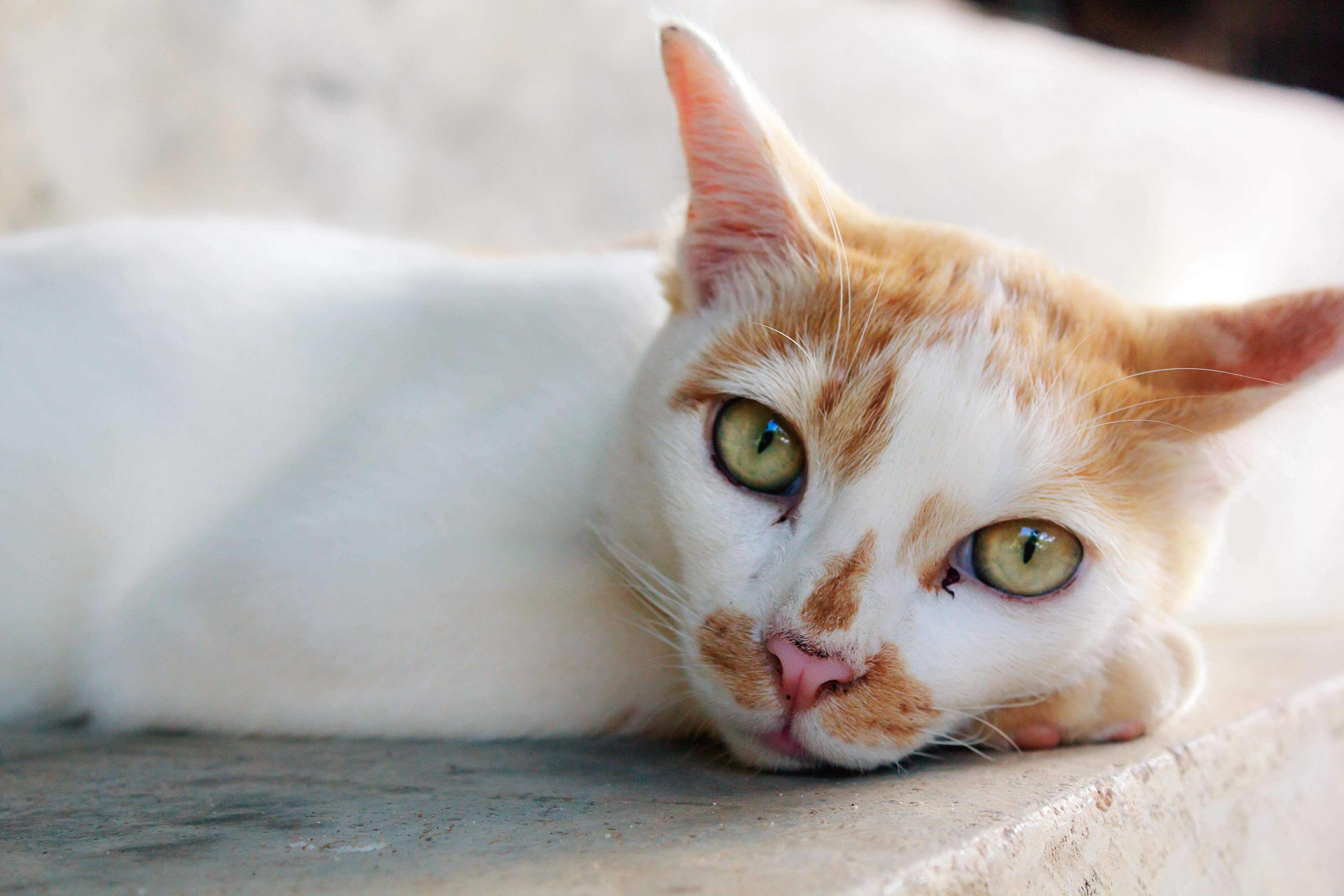 Is Your Cat Sad? Sad Cat Signs, Symptoms, and Solutions