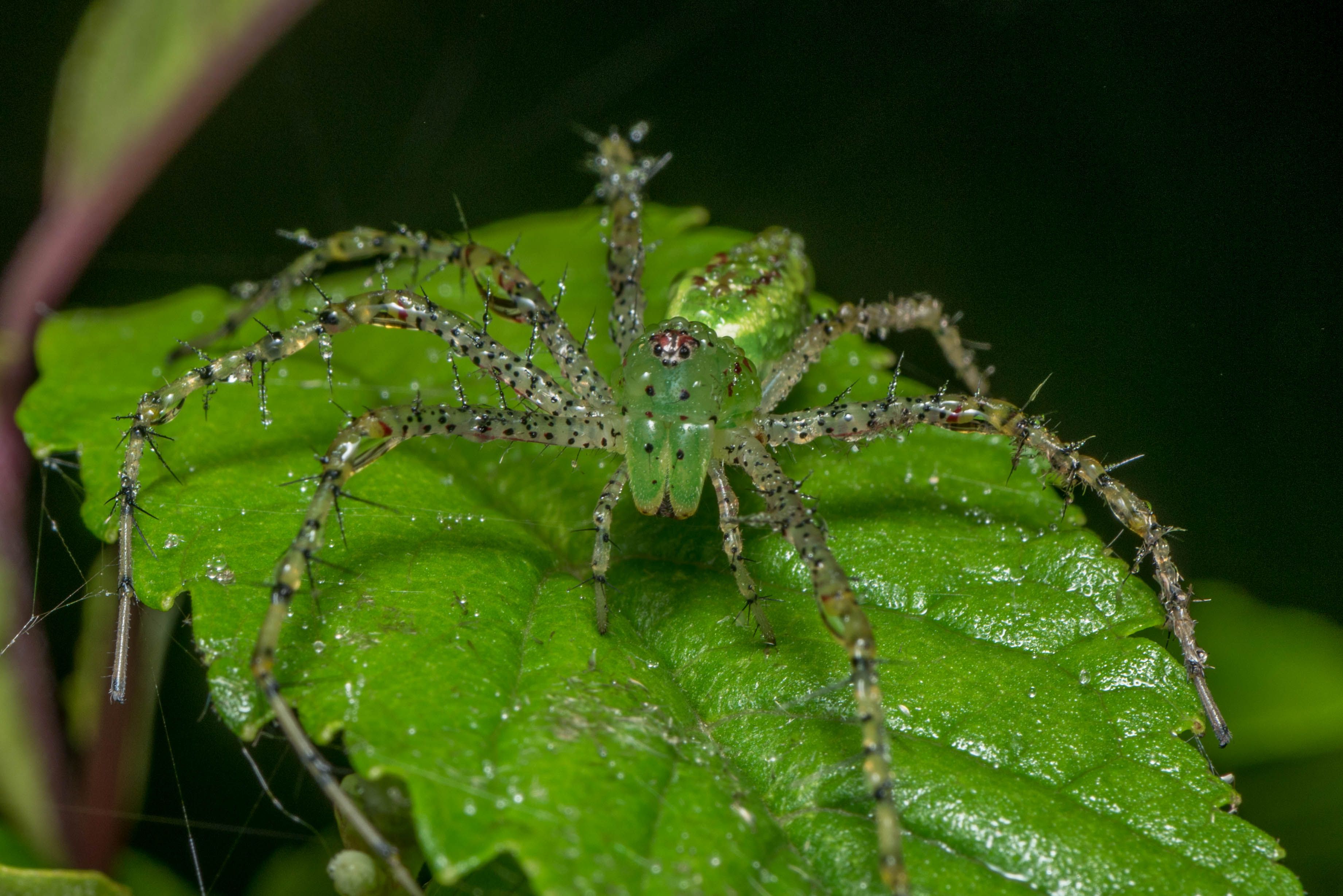 8 Intriguing Facts About the Green Lynx Spider
