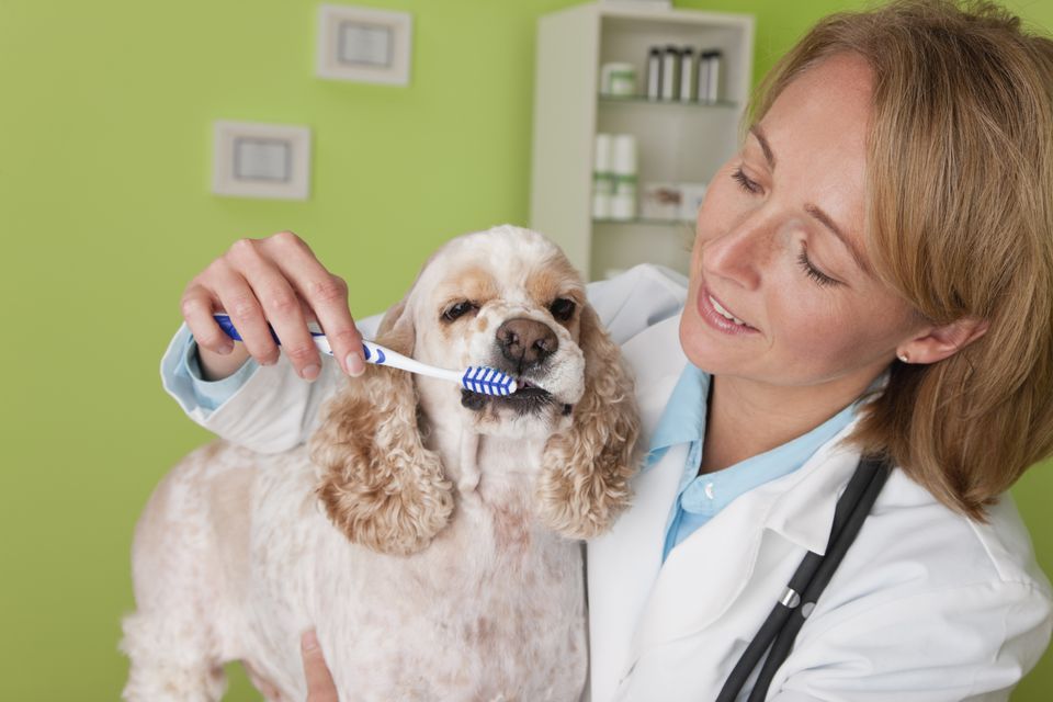 Your Pet�s Teeth Dental Care Questions
