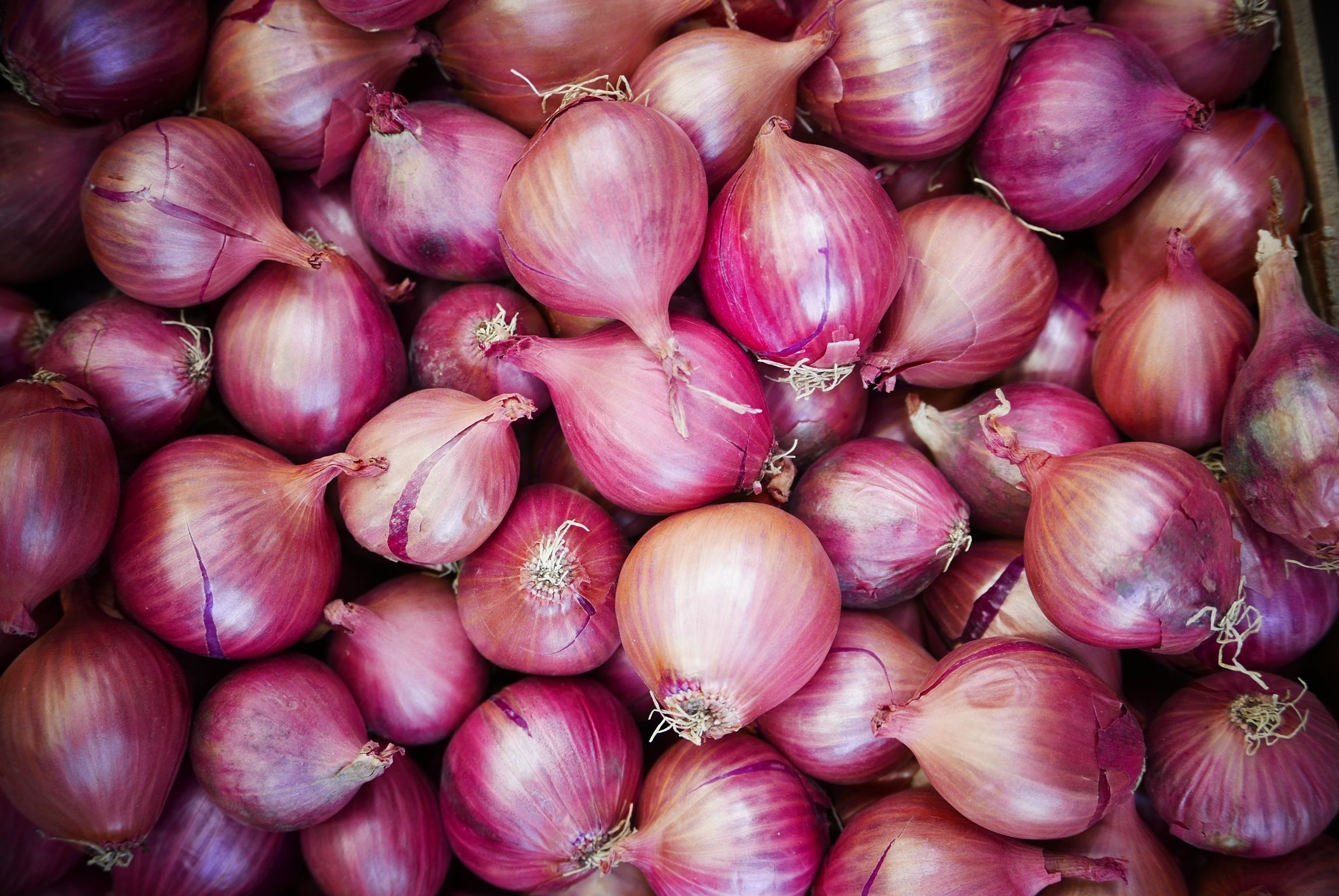 the-essential-onion-in-french-food-inspired-a-key-idiom