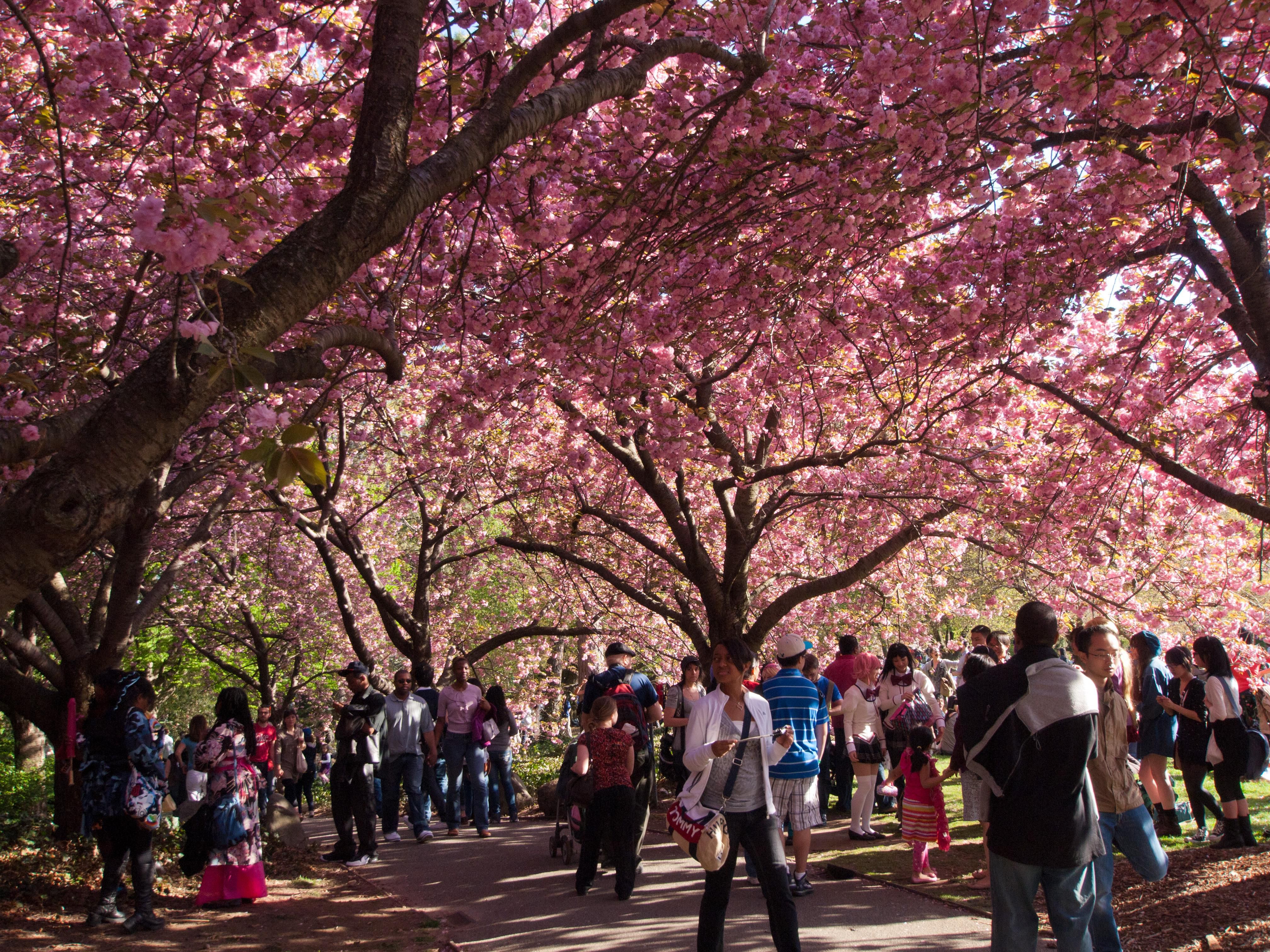 Cherryblossoms At Bbg Brooklyn Botanic Garden