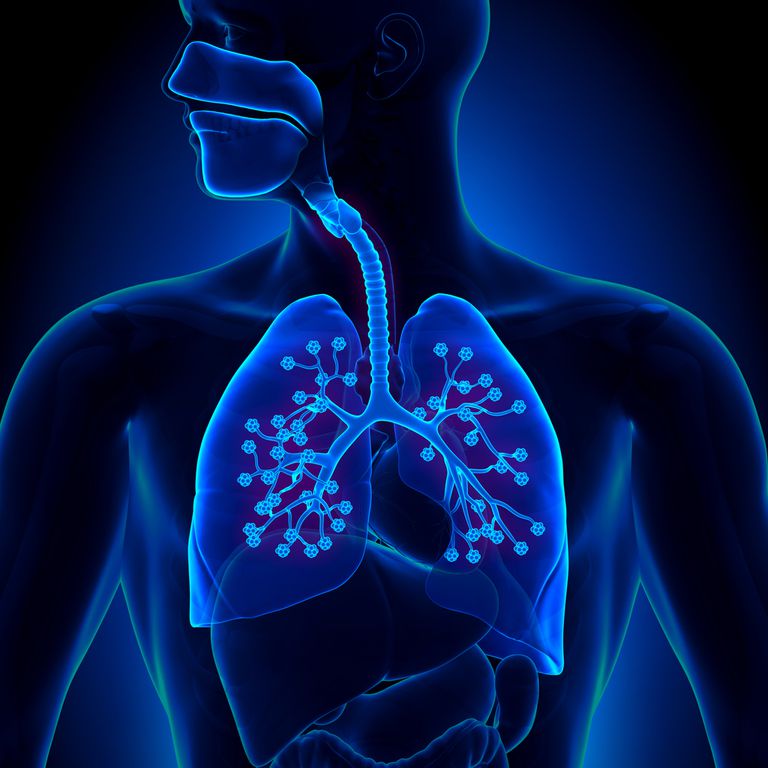 Alveoli: Structure, Function, And Disorders