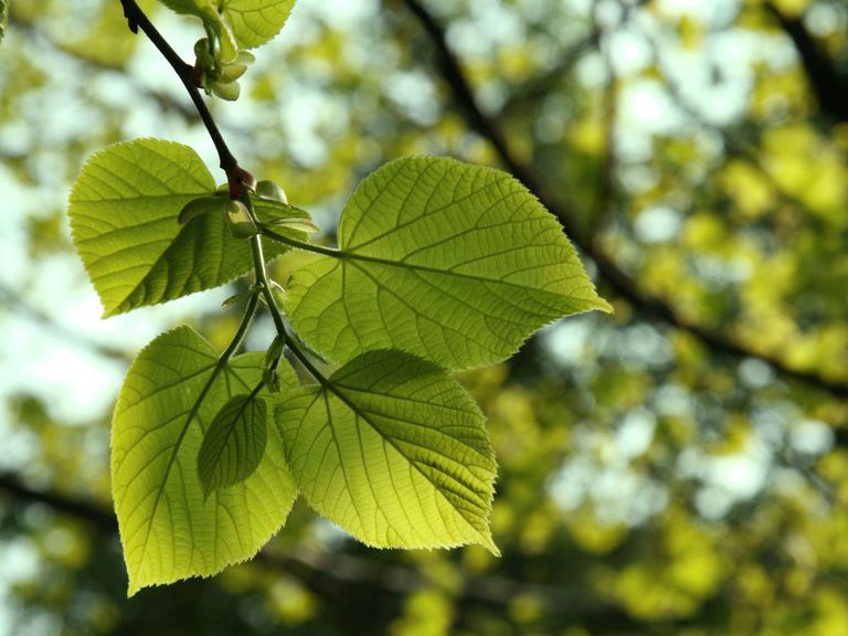 How to Identify Types of Trees in North America