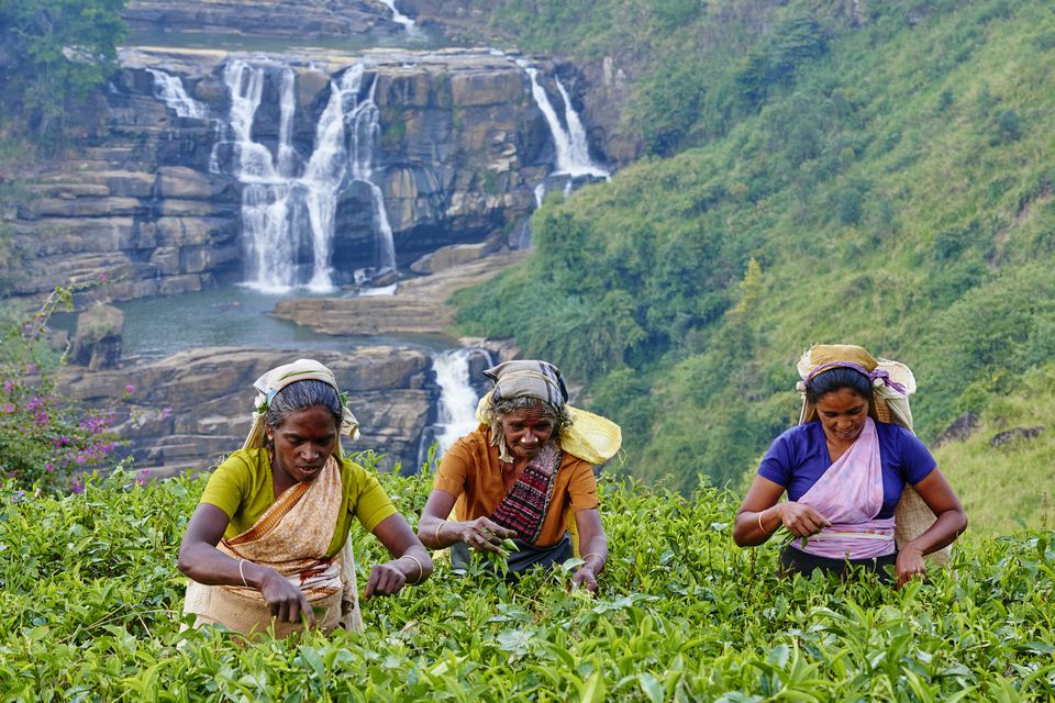 Teapicking in Sri Lanka.
