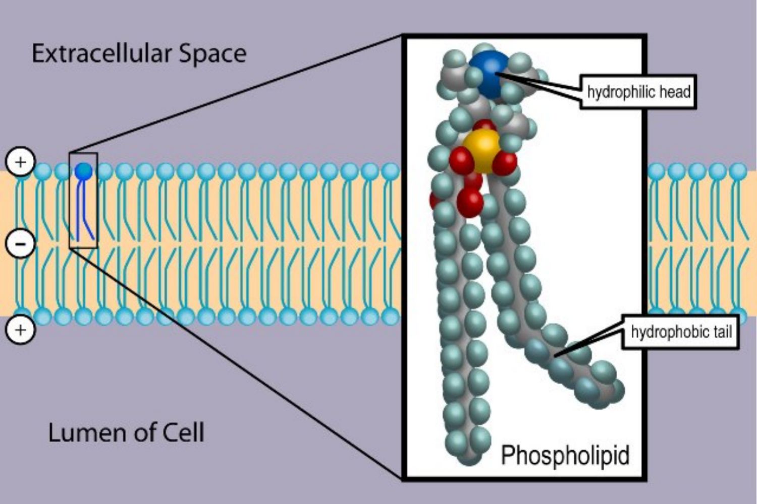 How Phospholipids Help Hold a Cell Together