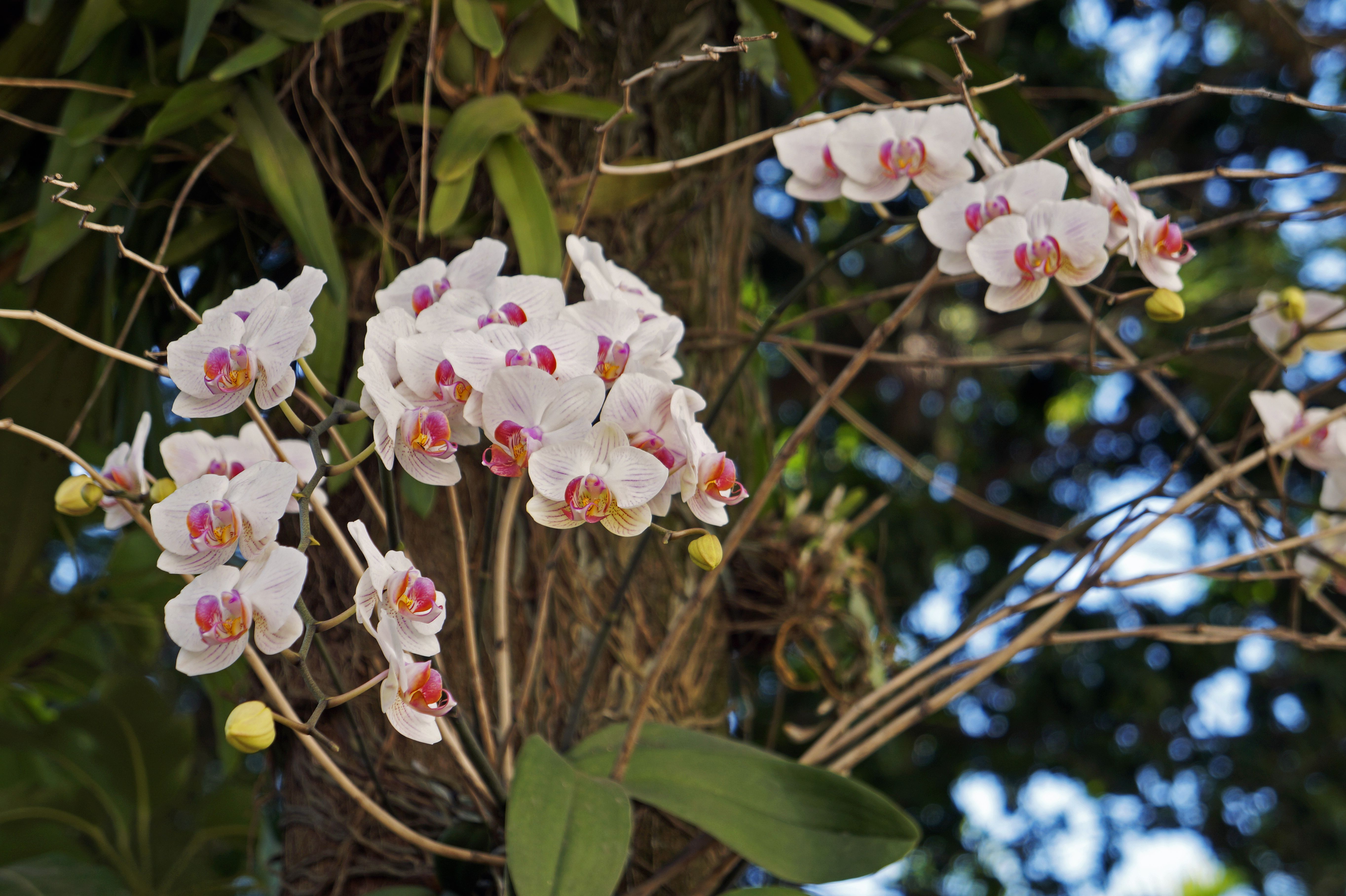 How to Grow and Care for Mounted Orchids