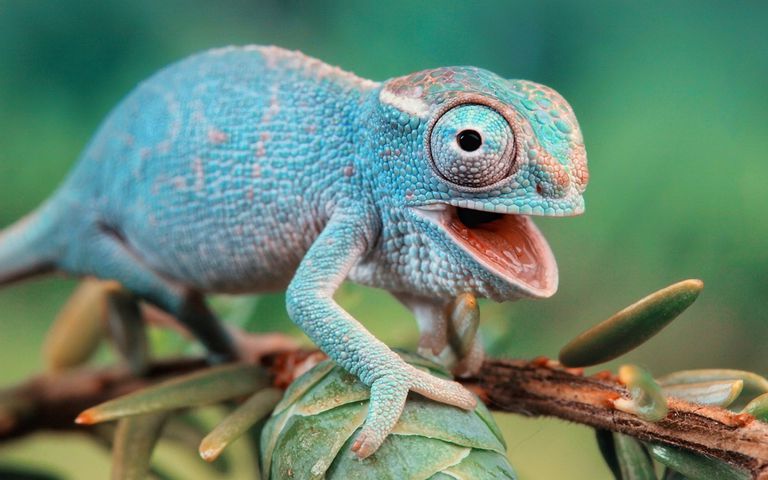 Image result for old world chameleon