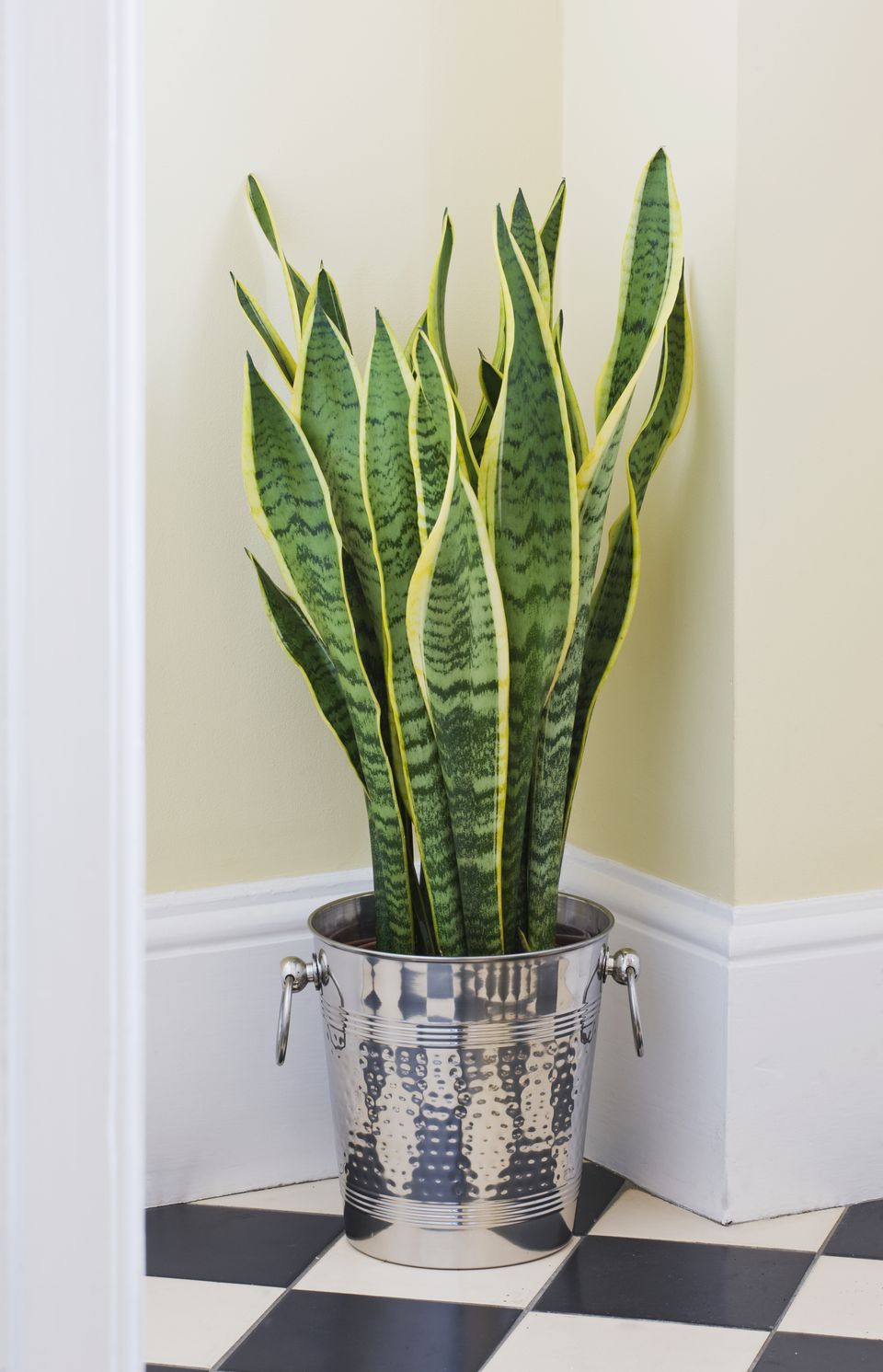7 Houseplants for Low Light Conditions