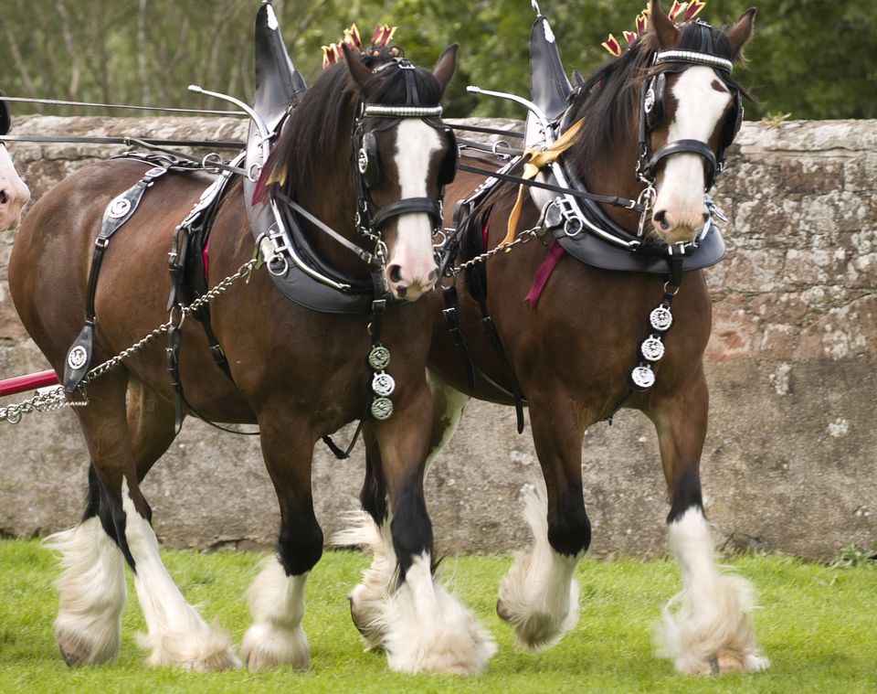 The Clydesdale Horse Breed Profile