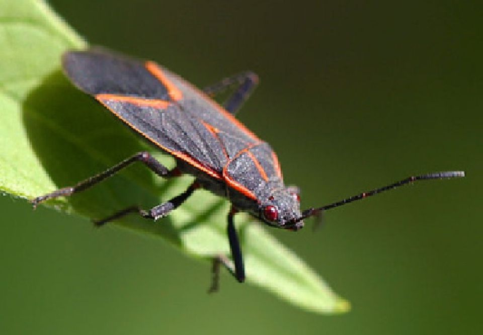 image of small black bug with red stripes