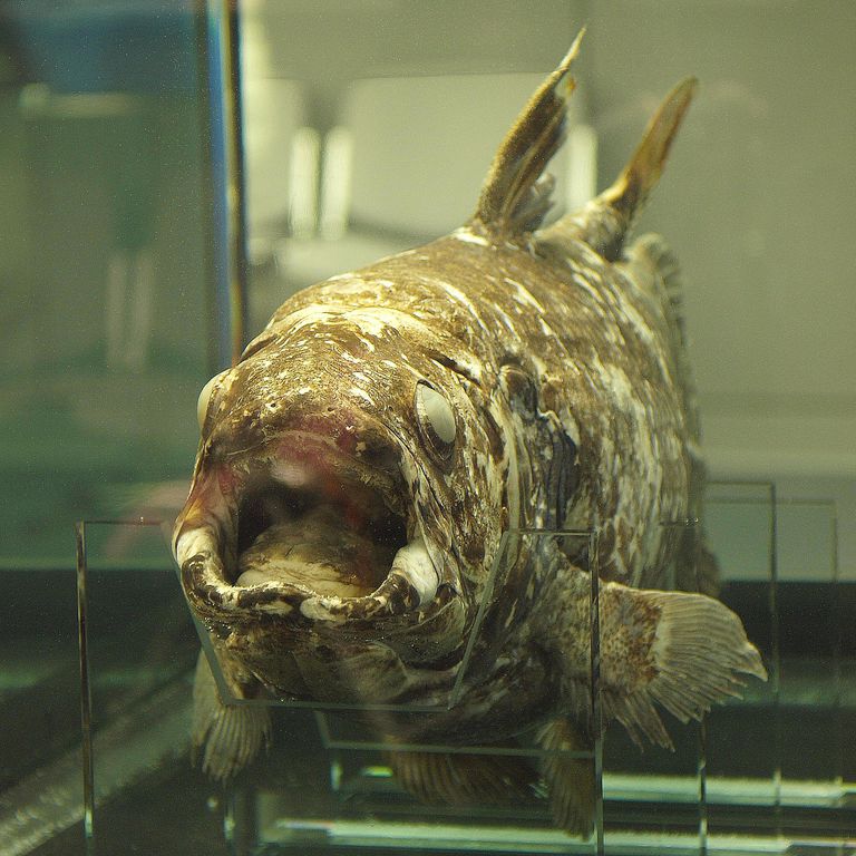 Coelacanths, The World's Only Living "Extinct" Fish