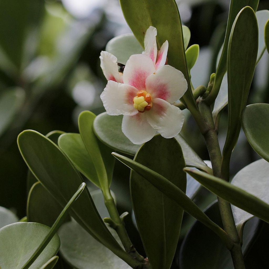 Growing the Autograph Tree (Clusia Rosea) Indoors