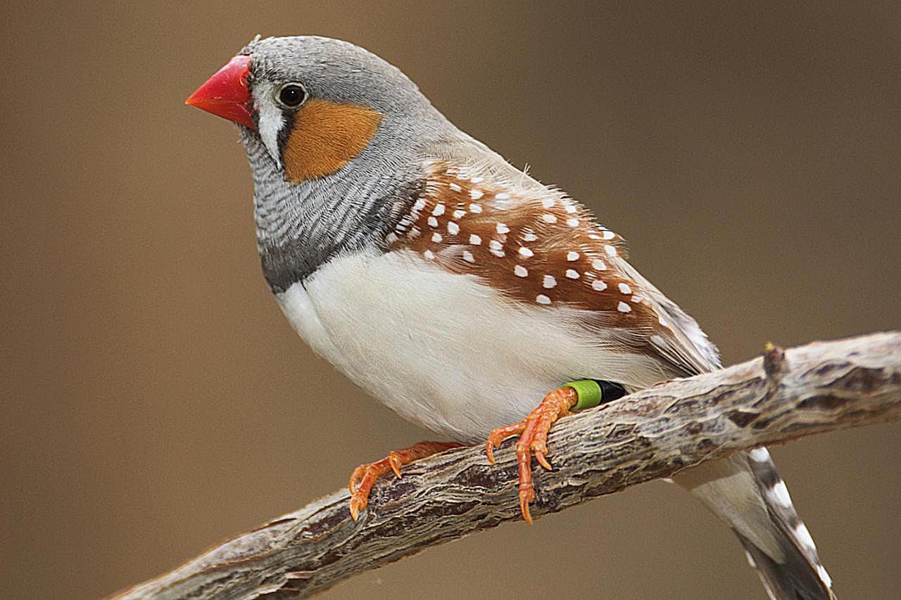 society finch or zebra finch