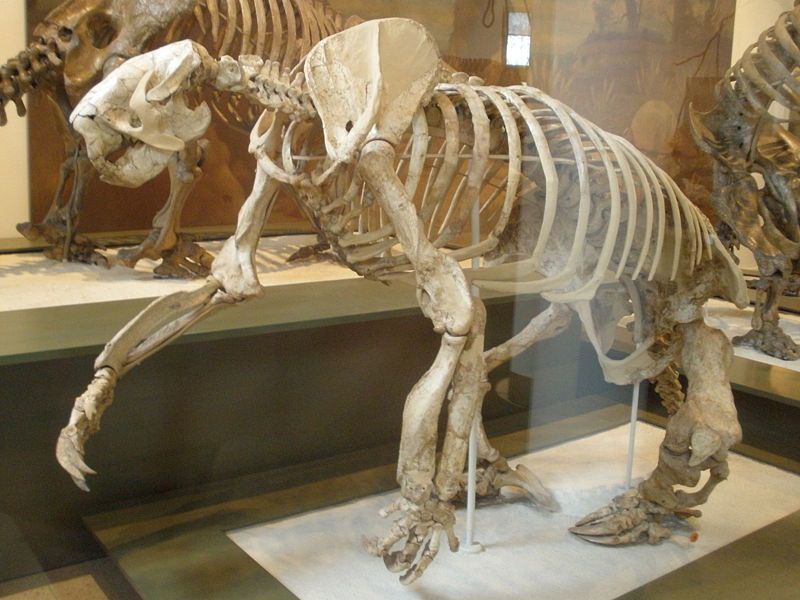 Giant Ground Sloth (Megalonyx) - Facts and Figures