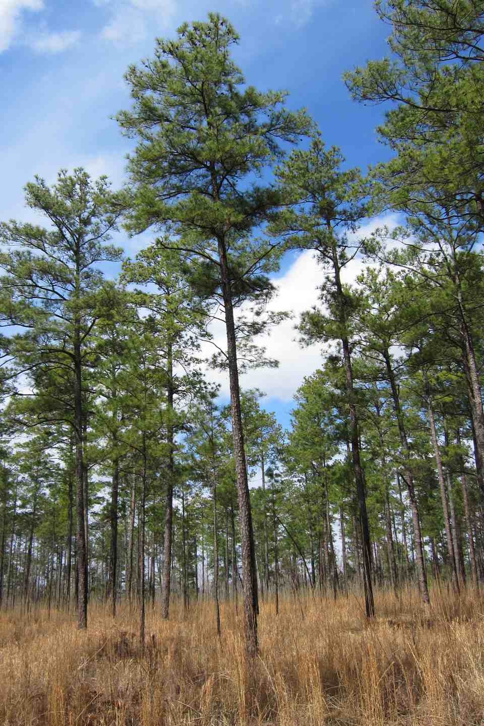 types of pine trees