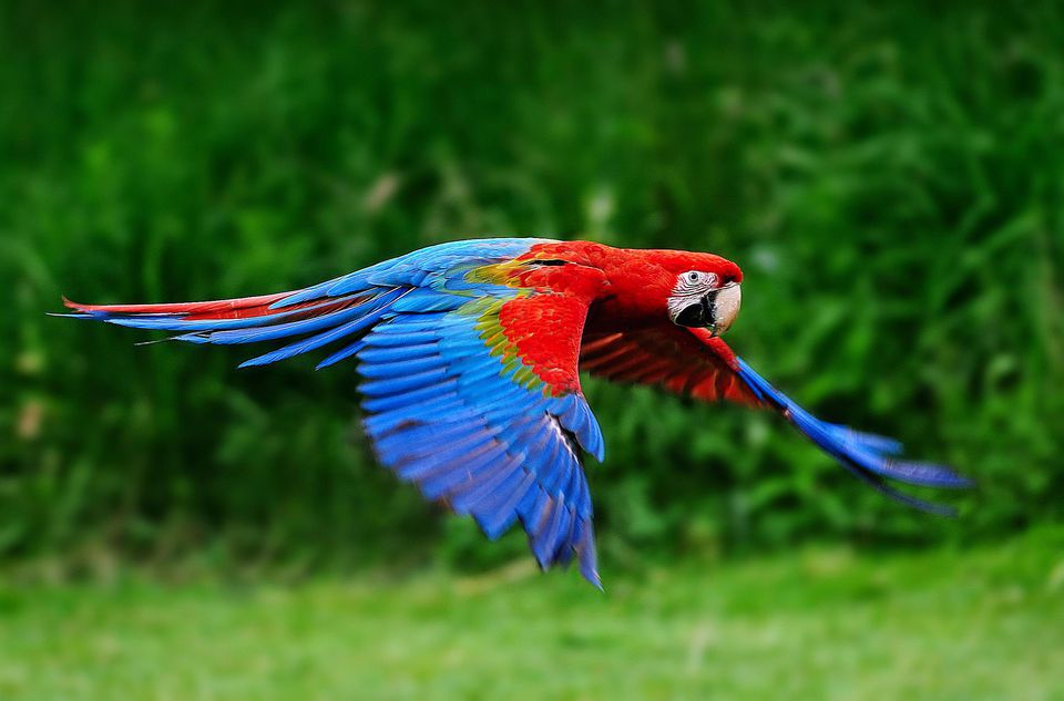 BIG Macaws!!! – DnK Aviary