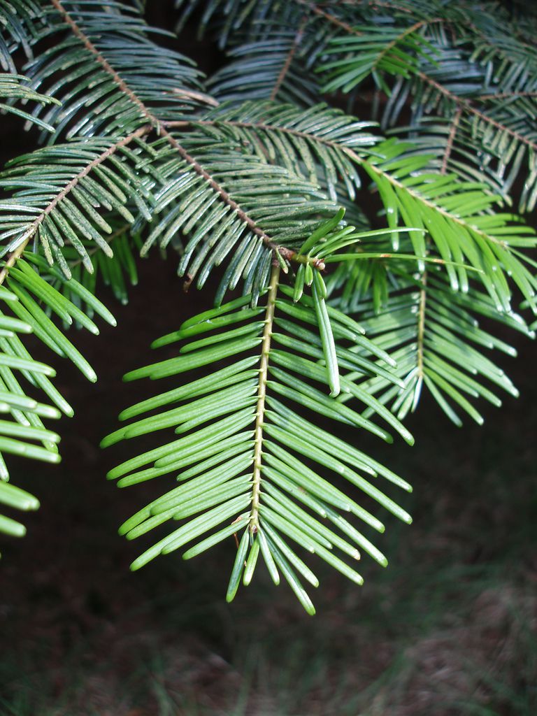 Meet 12 Species of Fir Trees