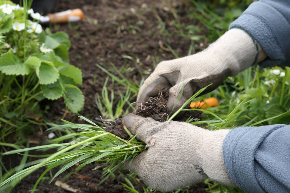 How to Kill Grass Invading a Flower Bed