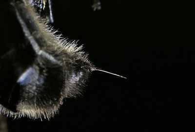 How to Identify and Control Ground Bees