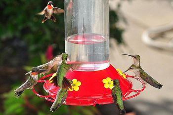 recipe for hummingbird nectar