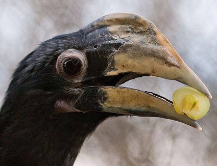  Birds That Eat Fruit - Apples Grapes Cherries