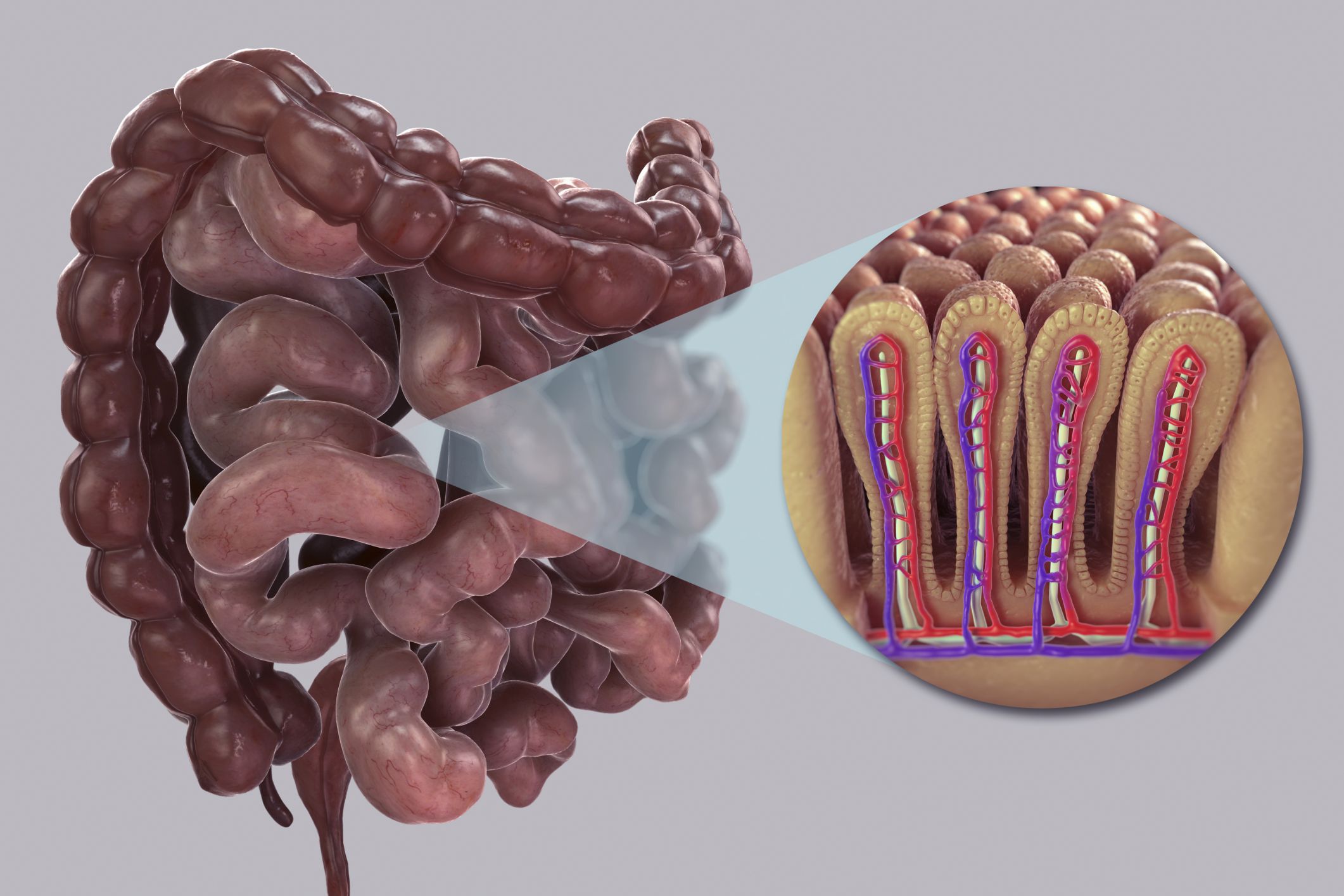 small parts intestine 3 of Intestine Exploring the Small