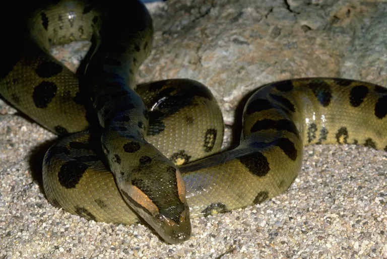 green anaconda