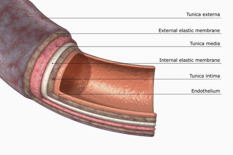 artery-structure-function-and-disease