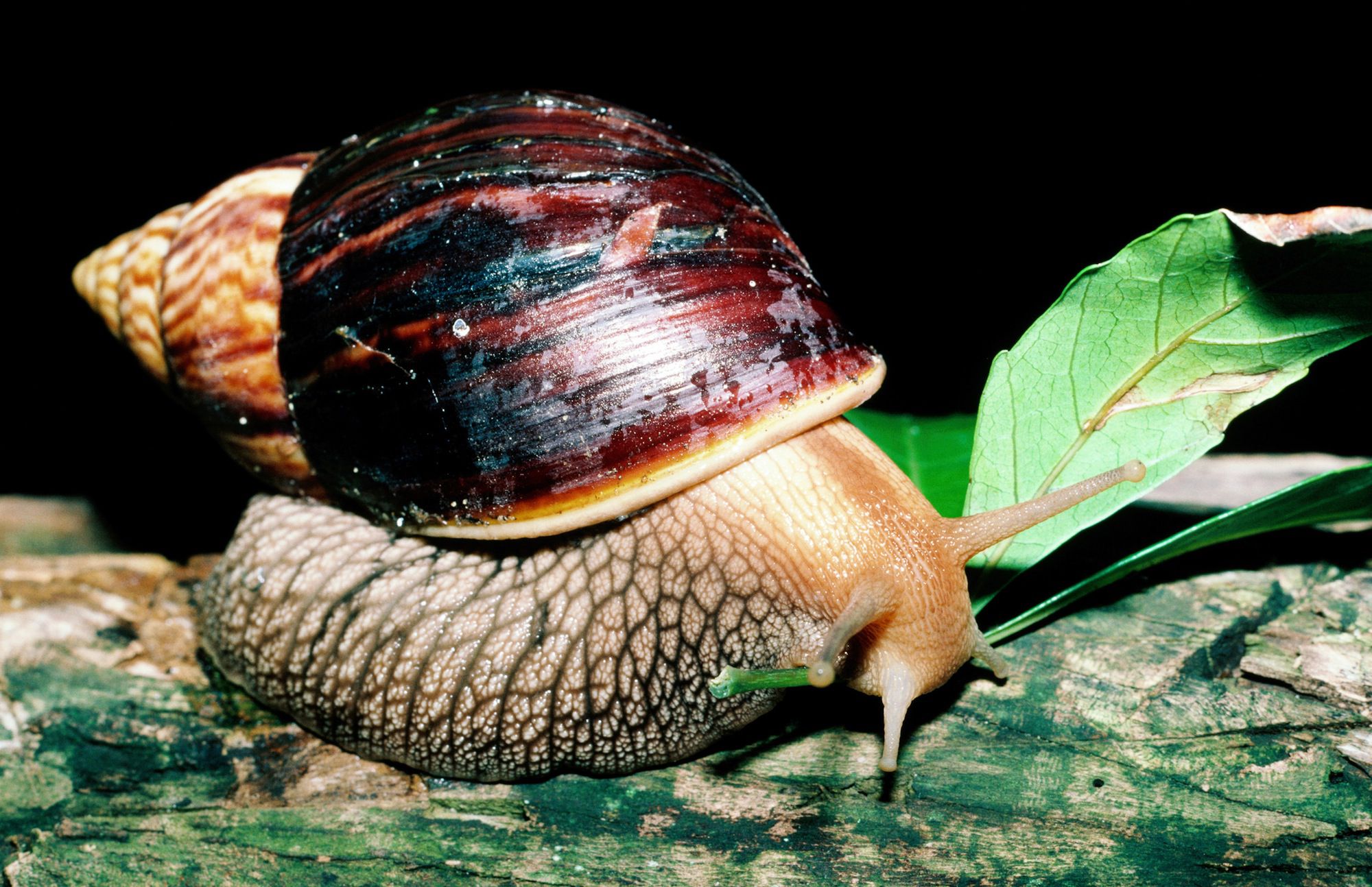 should-giant-african-land-snails-be-kept-as-pets