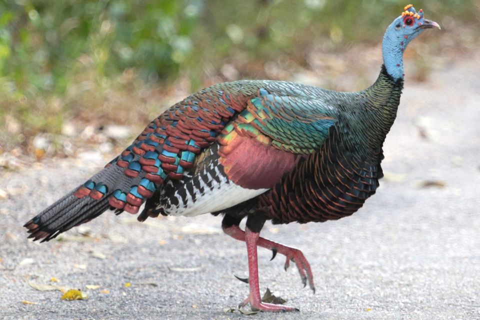 what-does-a-wild-turkey-look-like