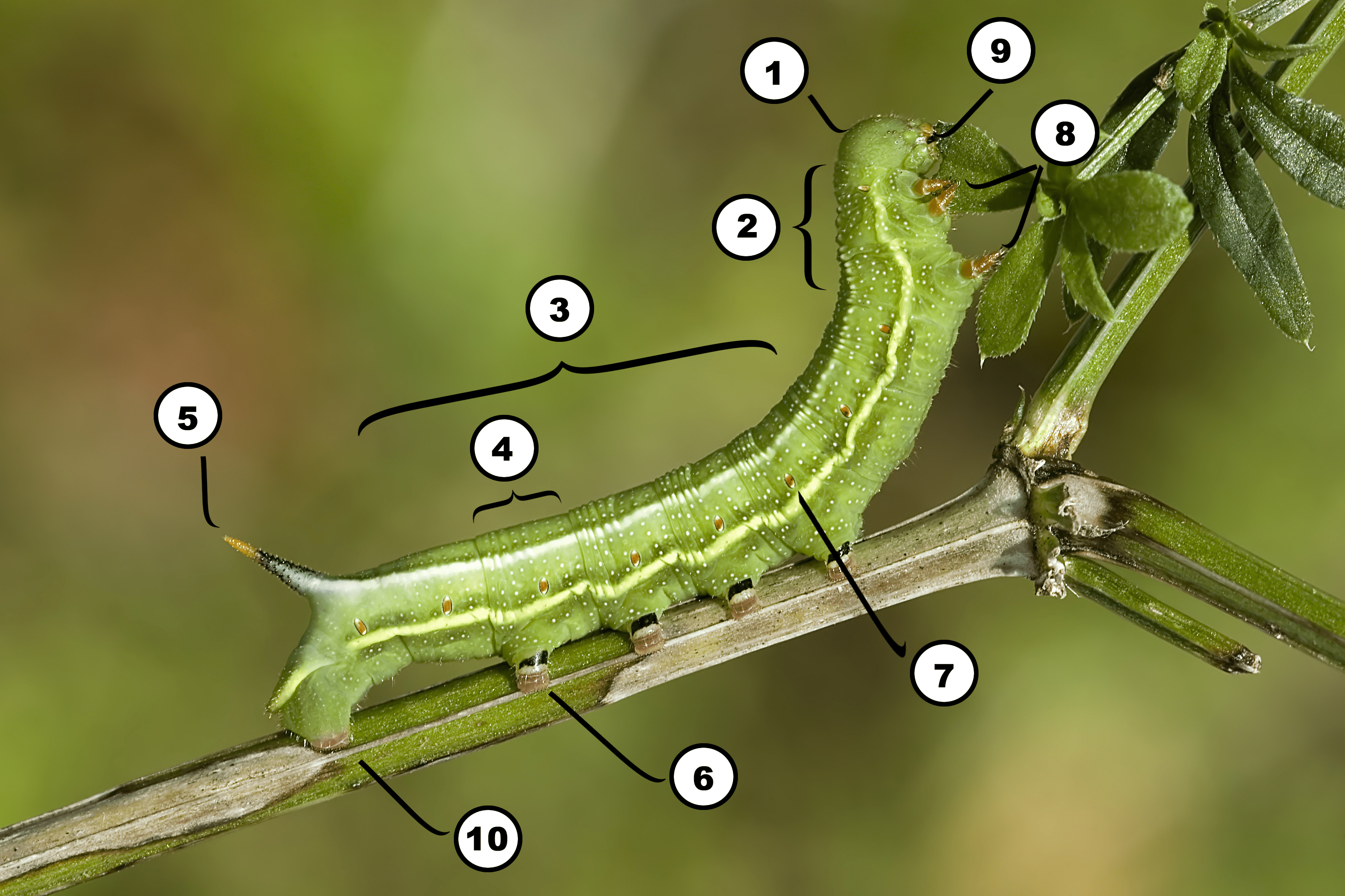 Diagram of the Parts of a Caterpillar diagram parts bug 