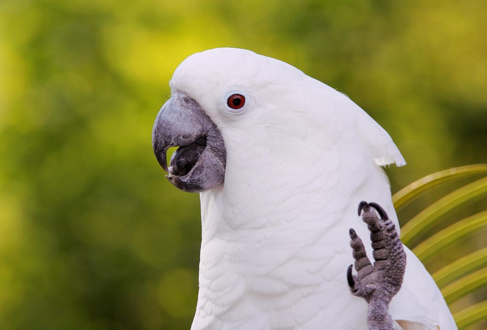 Cockatoos Blamed For Chewing Through NBN Cables Across