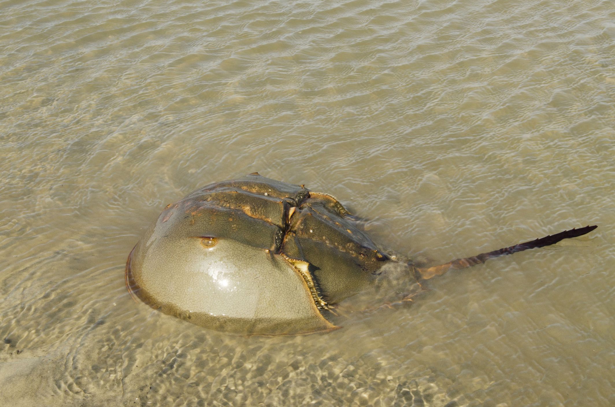 horse shoe crab plush