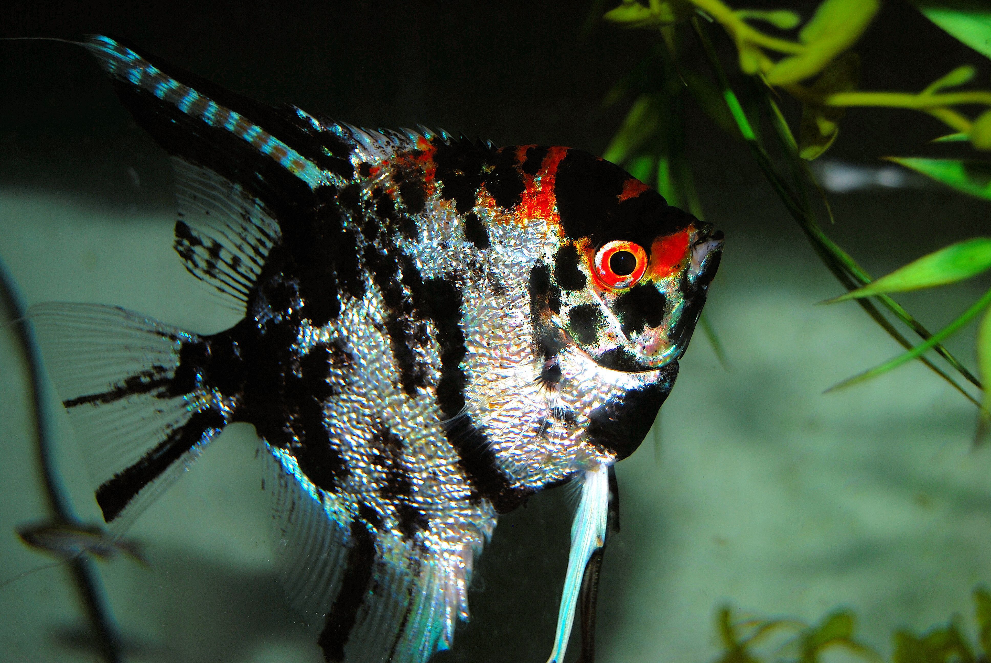 which-live-plants-are-good-for-angelfish