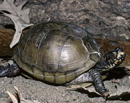 Housing and Care Guide for Pet Mud Turtles