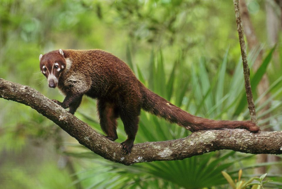 coati stuffed animal