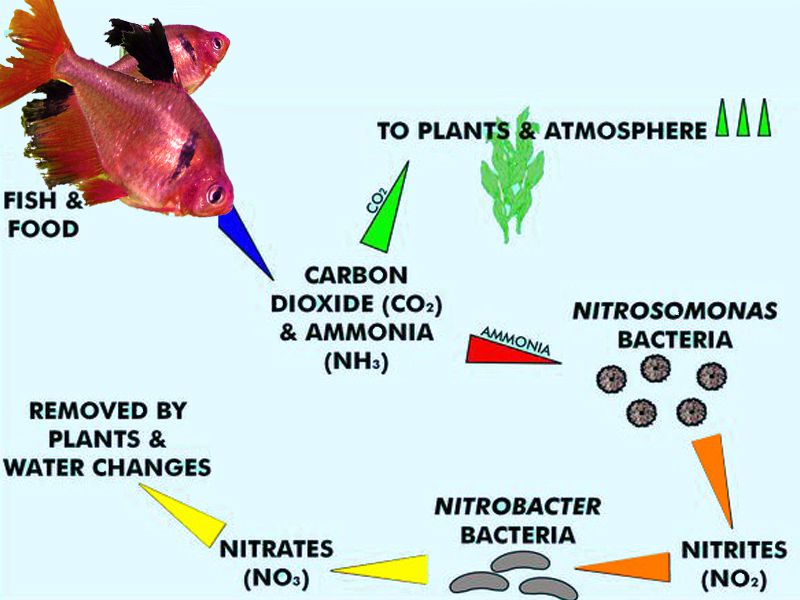 Nitrogen Cycle In Aquariums Understanding The Basics