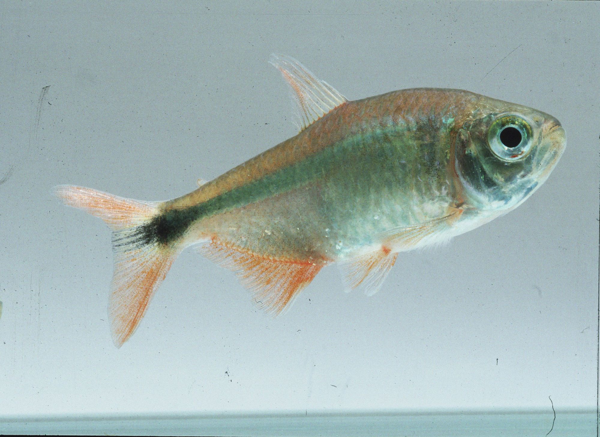 Buenos Aires Tetra Fish Breed Profile