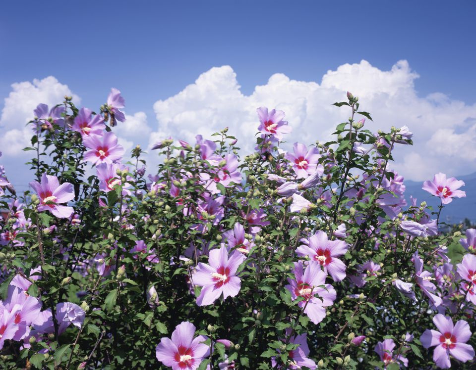 Close-up of a Rose of Sharon Bloom with Lavender Petals and a Bright Red Center