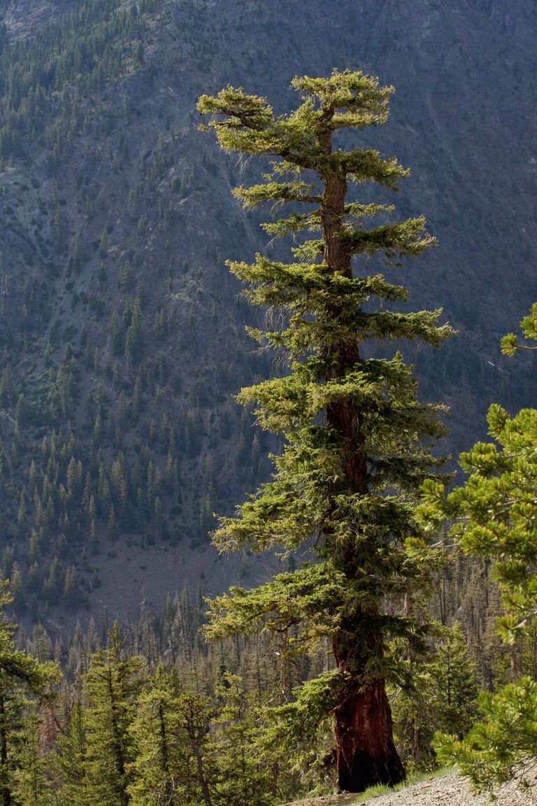 Douglas Fir - 100 Most Common North American Trees