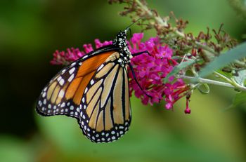 Butterfly-Friendly Milkweed Plants