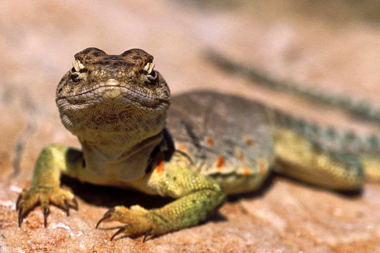 The 5 Main Characteristics of Reptiles