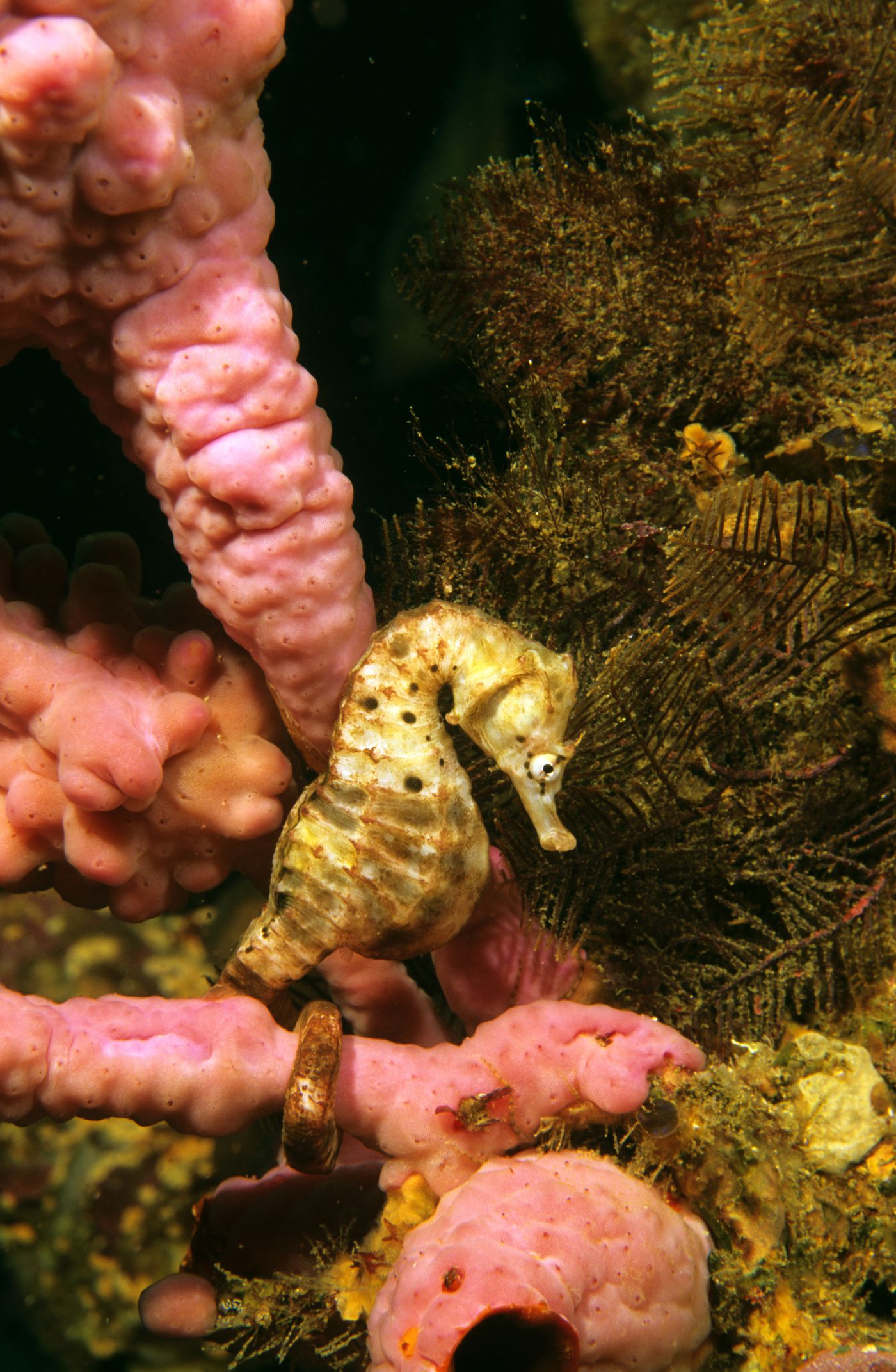 Types of Seahorses